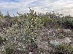 Arctostaphylos silvicola