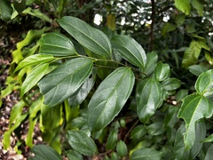 Celtis tetrandra