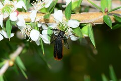 Pseudolycus haemorrhoidalis