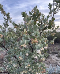 Arctostaphylos silvicola