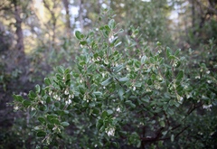 Arctostaphylos sensitiva