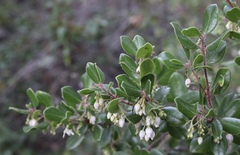 Arctostaphylos sensitiva