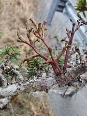 Arceuthobium tsugense