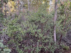 Arctostaphylos sensitiva