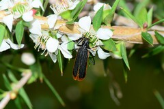 Pseudolycus haemorrhoidalis