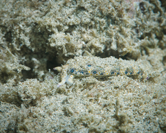 Plakobranchus ocellatus