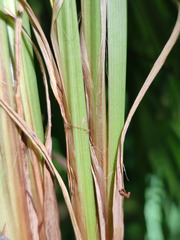 Carex acutiformis