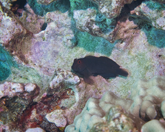 Cirripectes vanderbilti