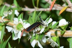 Pseudolycus haemorrhoidalis