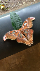 Attacus
