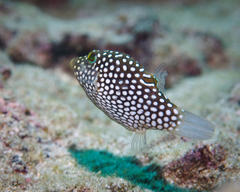 Canthigaster jactator