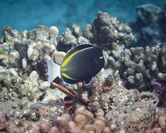 Acanthurus nigricans