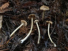 Entoloma cystomarginatum