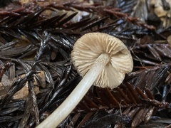 Entoloma cystomarginatum