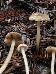 Entoloma cystomarginatum