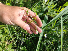 Stellaria palustris