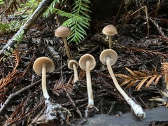 Entoloma cystomarginatum