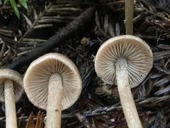 Entoloma cystomarginatum