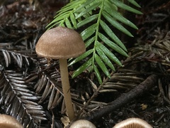 Entoloma cystomarginatum