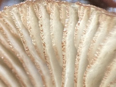 Entoloma cystomarginatum