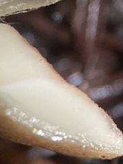Entoloma cystomarginatum