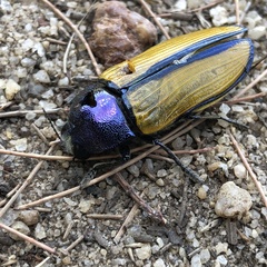 Temognatha suturalis