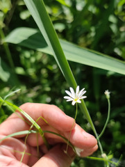 Stellaria palustris