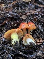 Hygrocybe laetissima