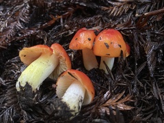 Hygrocybe laetissima
