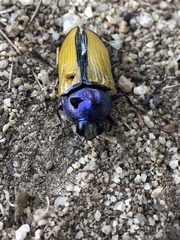 Temognatha suturalis