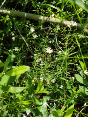 Stellaria palustris