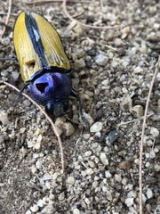 Temognatha suturalis