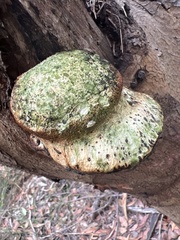 Laetiporus portentosus
