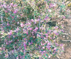 Indigofera nigromontana