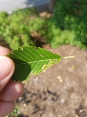 Stigmella multispicata