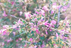 Indigofera nigromontana