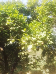 Terminalia catappa