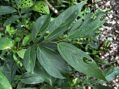 Celtis tetrandra