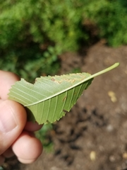 Stigmella multispicata