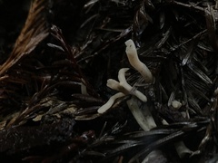 Clavaria fragilis