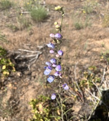 Penstemon comarrhenus