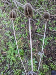 Dipsacus sativus