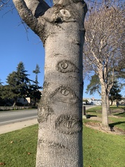 Liriodendron