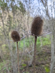 Dipsacus sativus