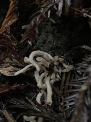 Clavaria fragilis