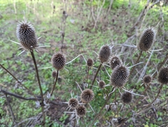 Dipsacus sativus