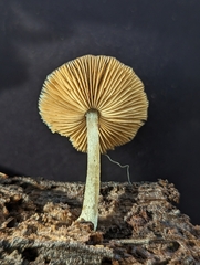 Bolbitius aleuriatus