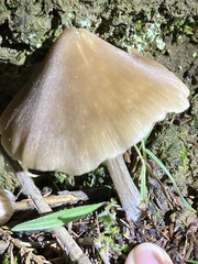Nolanea
