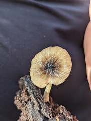 Bolbitius aleuriatus