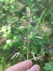 Poa angustifolia